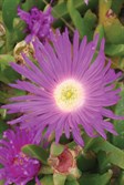 Pigface