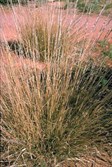 Purple Plume Grass