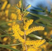 Raspberry Jam Wattle, Fine Leaf Jam