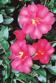 Sasanqua Camellias