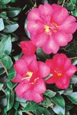 Sasanqua Camellias