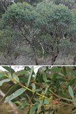 Small Leaved Gum