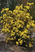 Yellow Dogwood