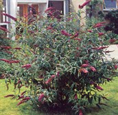 Butterfly bush
