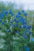Ceonothus, Blue Pacific