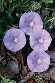 Convolvulus