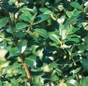 Escallonia