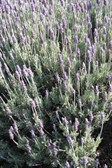 French Lavender