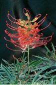 Grevillea