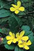 Guinea Flower, Snake Vine