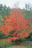 Liquidambar, Sweet Gum