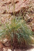 Native Lemon Grass