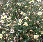 Seaside Daisy