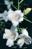 Twiggy Emu Bush, Flowering Lignum