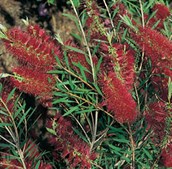 Bottlebrush