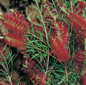 Bottlebrush