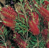Bottlebrush