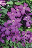 Clematis