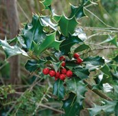 Common Holly