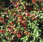 Cotoneaster