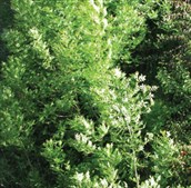 Desert Ash