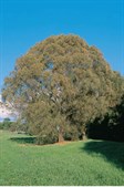 Drooping She-oak