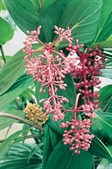 Medinilla
