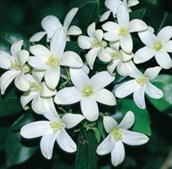 Mock Orange - Cutting Grown Form