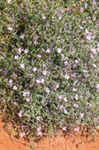Prickly/Bristly Sea Heath