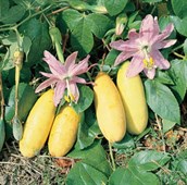 Banana Passionfruit