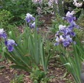 Bearded Iris