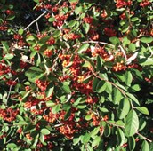 Cotoneaster