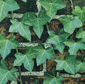 English Ivy