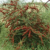 Firethorn