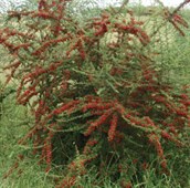 Firethorn