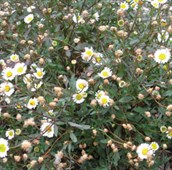 Seaside Daisy