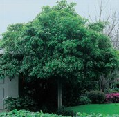 Sweet Pittosporum, Native Daphne