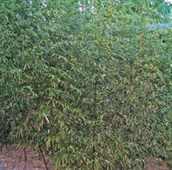 Yellow Bamboo / Black Bamboo