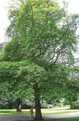 Cut Leaf Plane, Oriental Plane