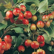 Flowering Crab Apples