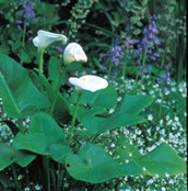 Arum Lily