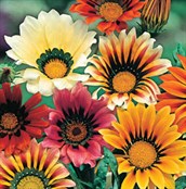 Gazania