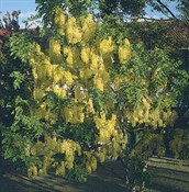 Golden Rain Tree, Golden Shower Tree
