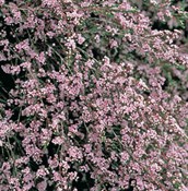 Paynes Thryptomene