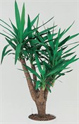 Spineless Yucca, Soft Tipped Yucca
