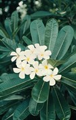 Frangipani