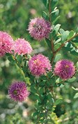 Honey-myrtle