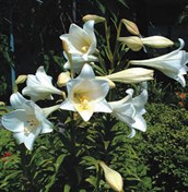 November or Christmas lily