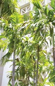 Sour Palm