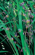 Blue Flax Lily, Paroo Lily